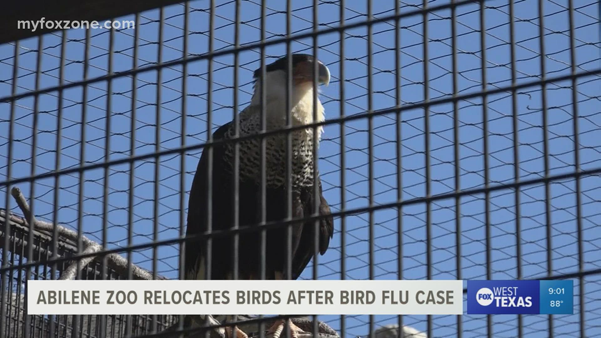 According to the USDA, a case of avian influenza has been documented in Erath County. The Abilene Zoo is taking immediate steps to protect the birds in its care.