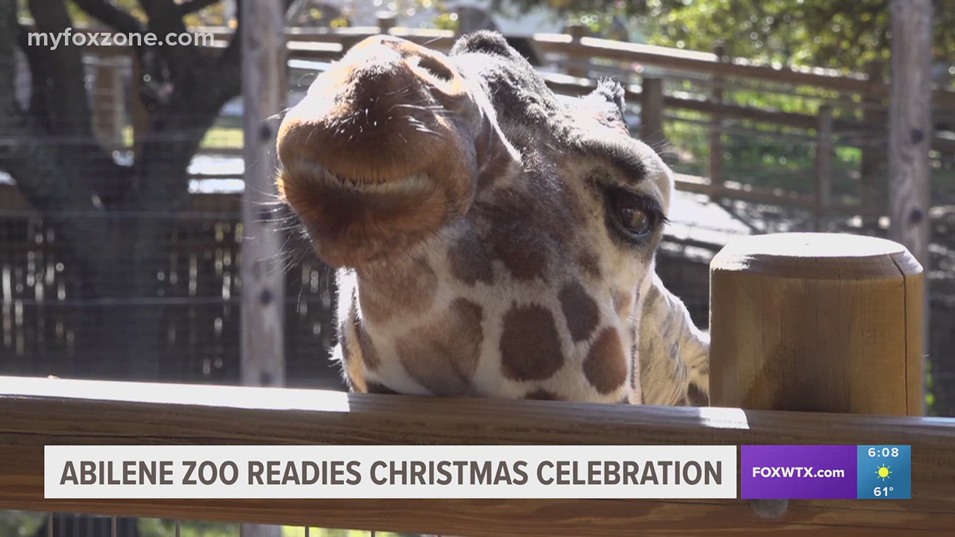 This year’s Christmas Celebration will once again transform the zoo into a winter wonderland with themed holiday zones and immersive light displays.