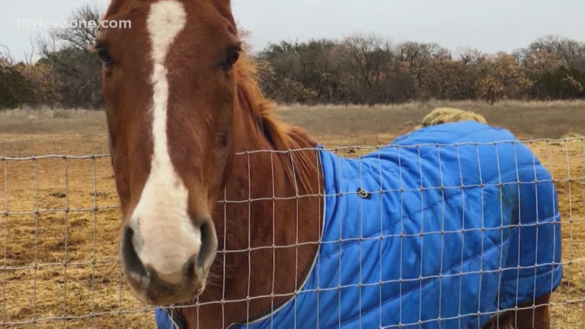 You might grab an extra layer during this Winter but does that mean the same for your horses?