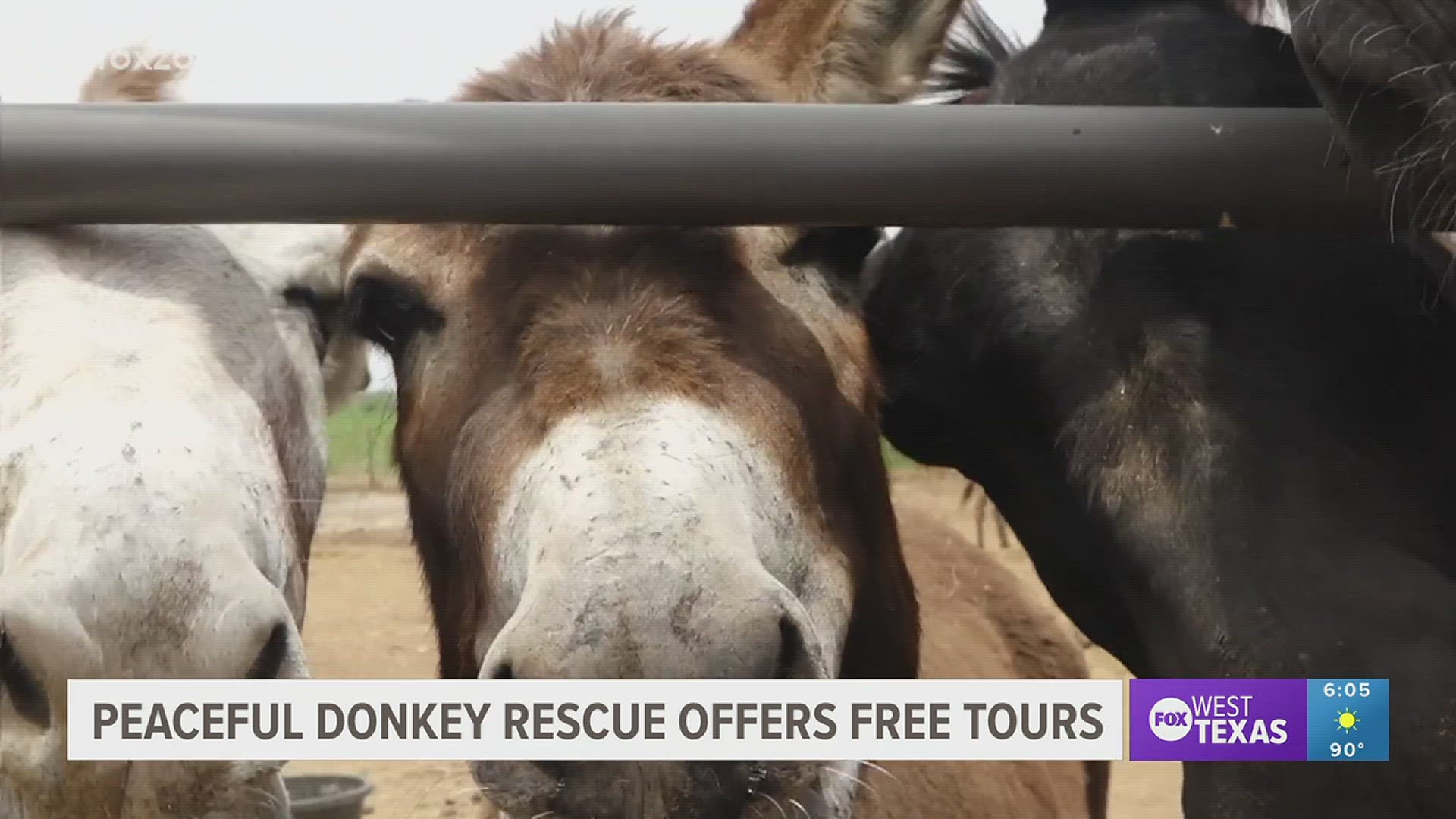 Peaceful Donkey Rescue is preparing to give free tours during its busiest time of the year.