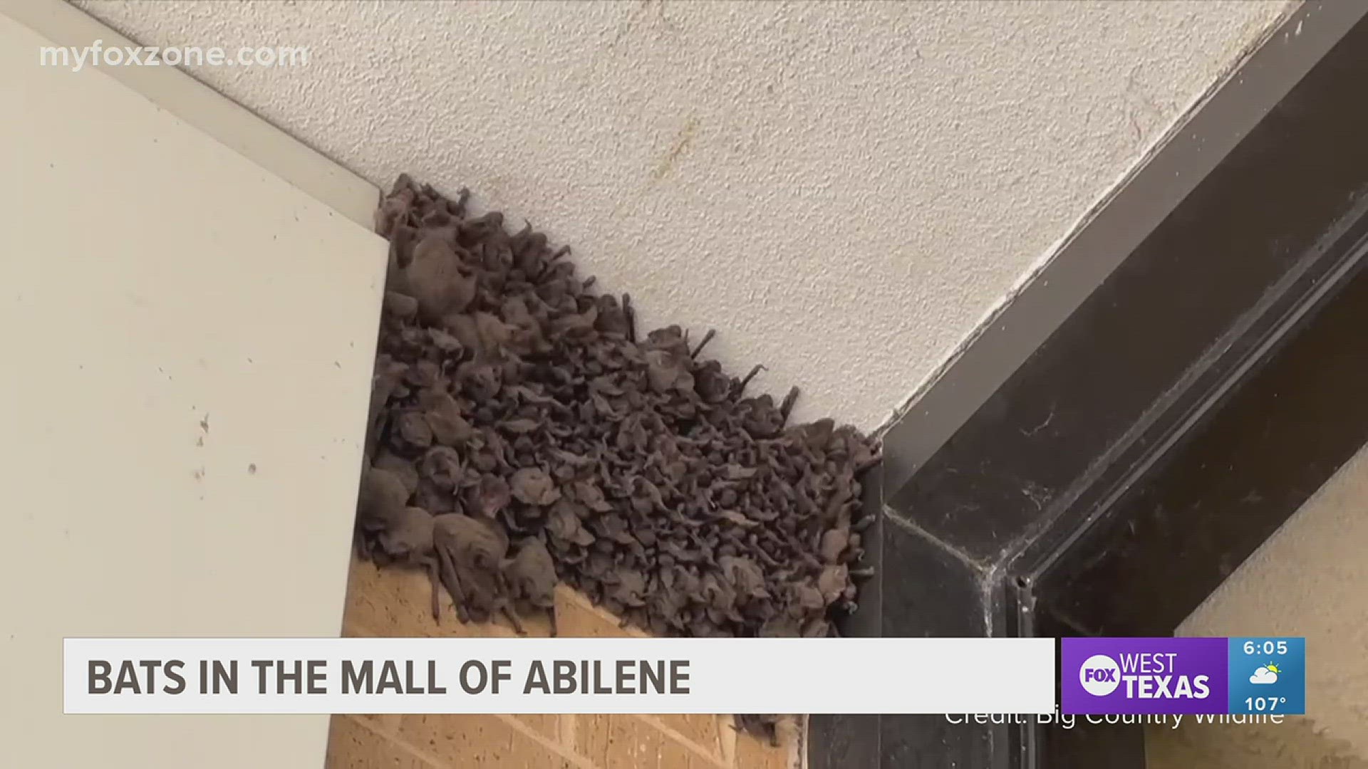 Big Country Wildlife Rehabilitation Centers and A.P.D's Animal Outreach Team partnered with Bat World Sanctuary to humanely evict bats from the Mall of Abilene.