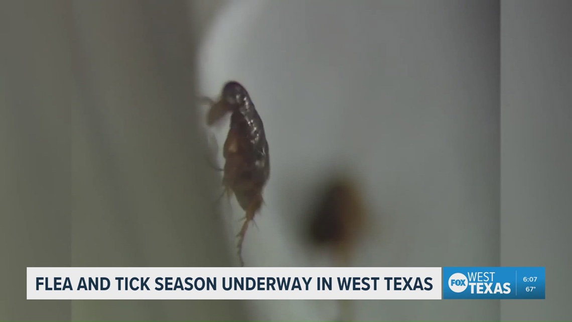 Flea and tick season underway in West Texas