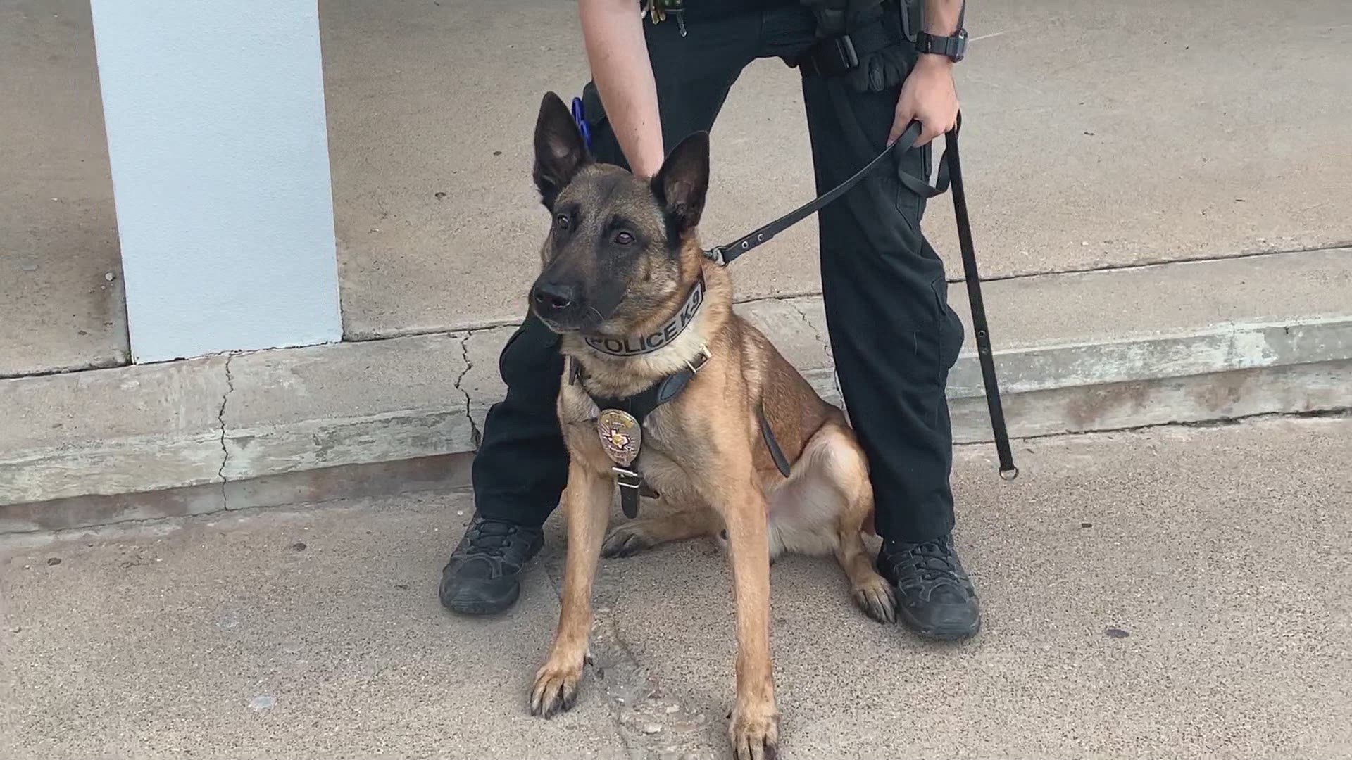 San Angelo police officer and his K9  partner fight crime everyday, but it took months of training to become to the duo they are today.