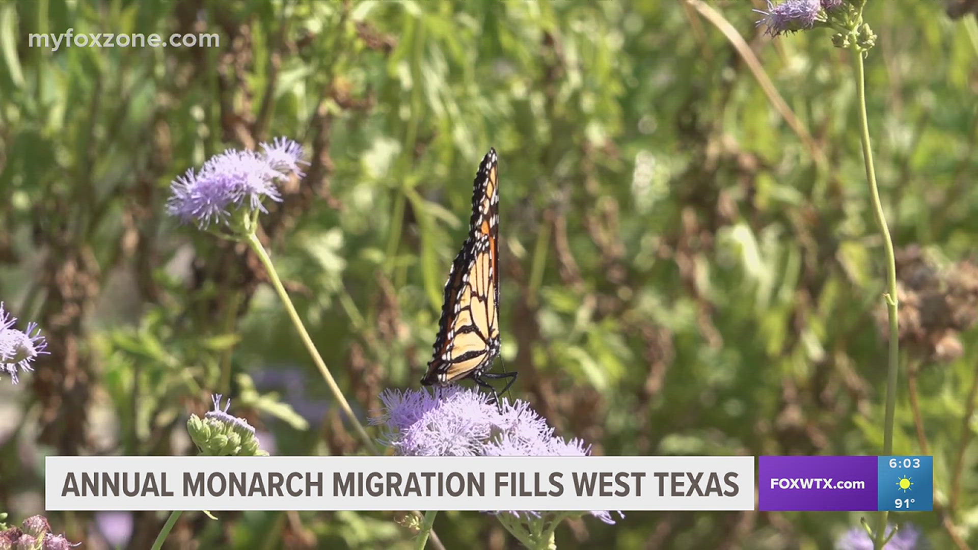 The butterflies migrate thousands of miles each year. They can be seen in San Angelo each Fall.