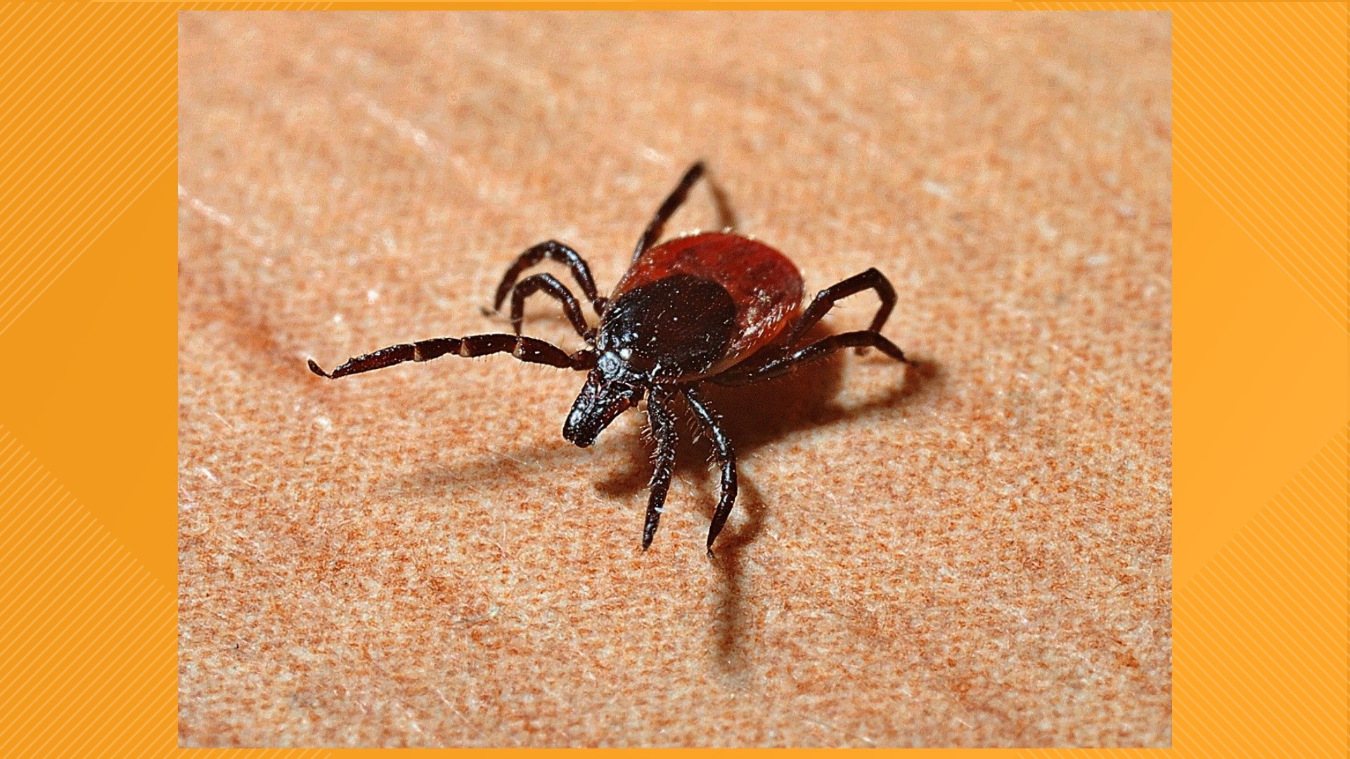 As the heat rises, so does the tick population. Here are helpful hints to prevent Lyme disease.