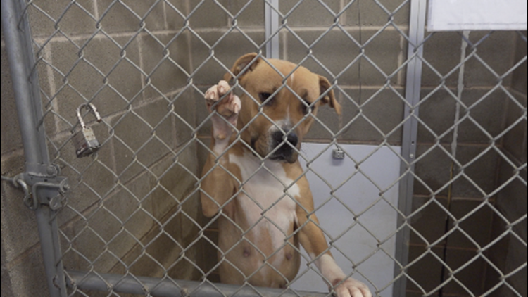 In an effort to clear the animal shelter, Concho Valley PAWS is hosting a special event
