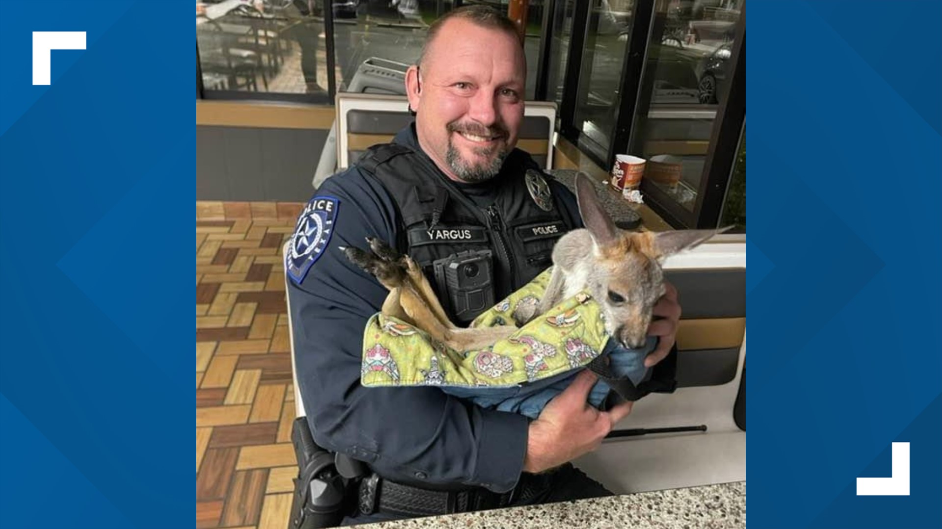 Abilene Police officer meets a joey (or jill) on his dinner break