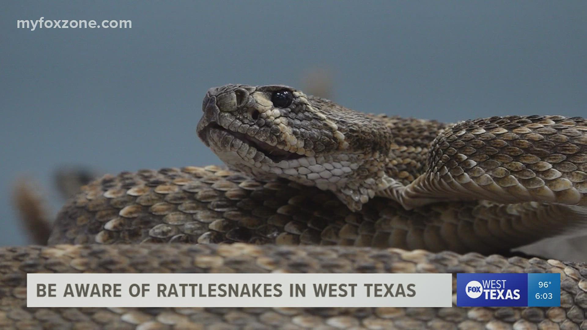 There has been an increase of calls involving rattlesnake bites around West Texas. Local officials share tips on what to do if you see one or are ever bitten.