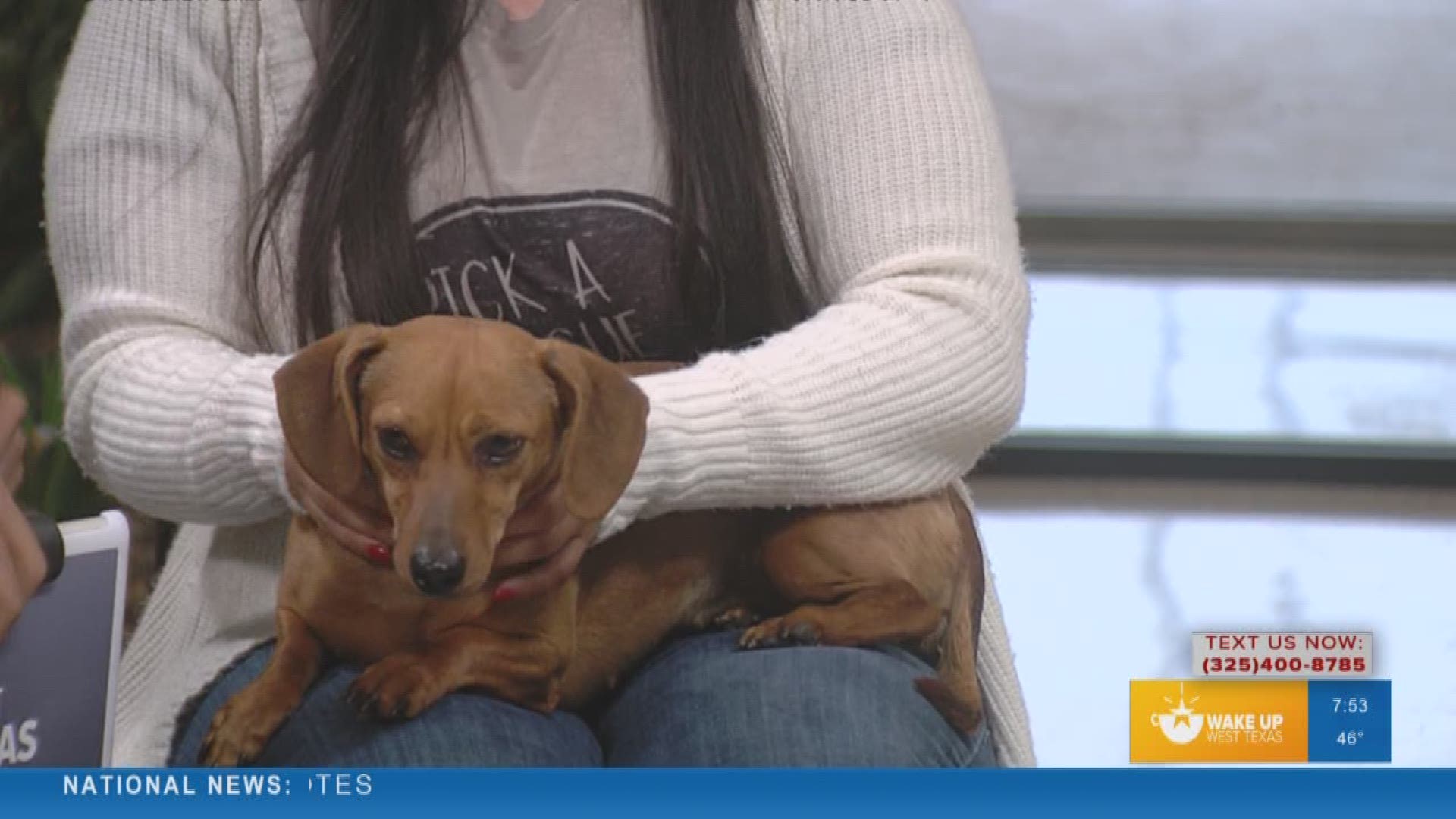 Our Malik Mingo spoke with Cassie's Place about their pet of the week, Peaches!