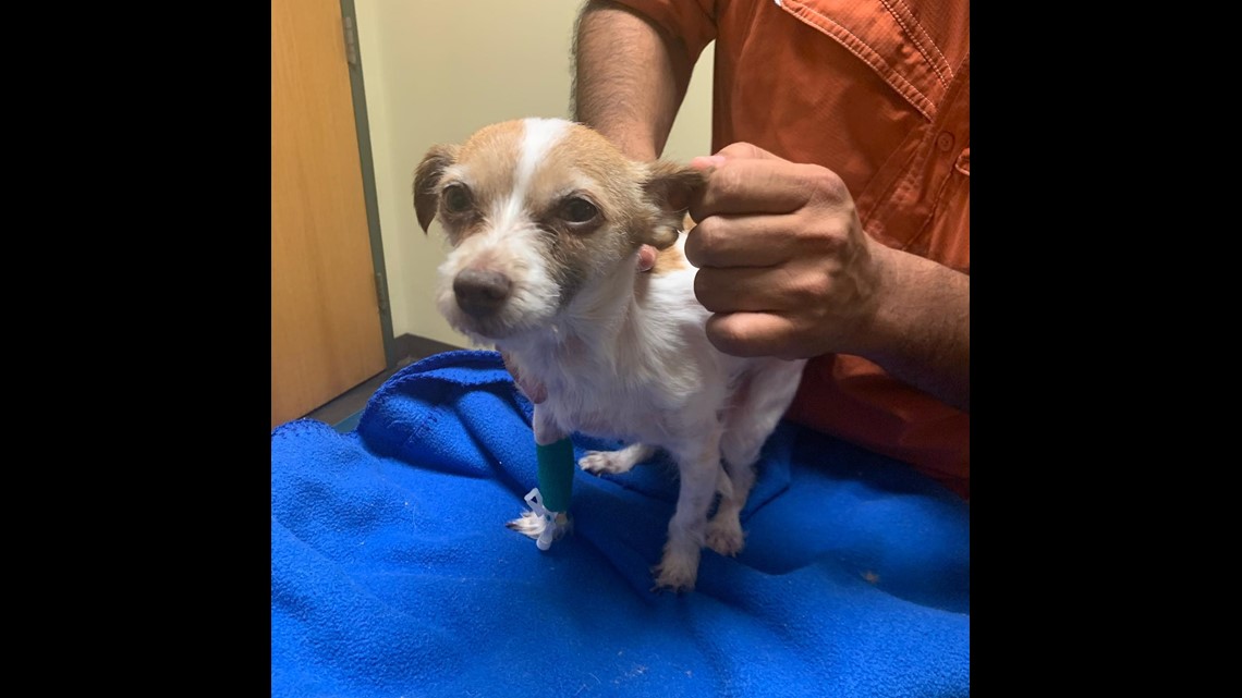 southside animal clinic san angelo tx