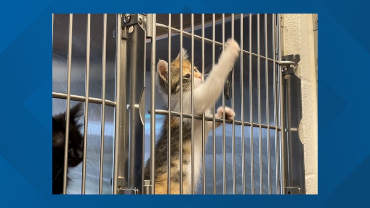 San Angelo Animal Services provides update on 'kitten season'