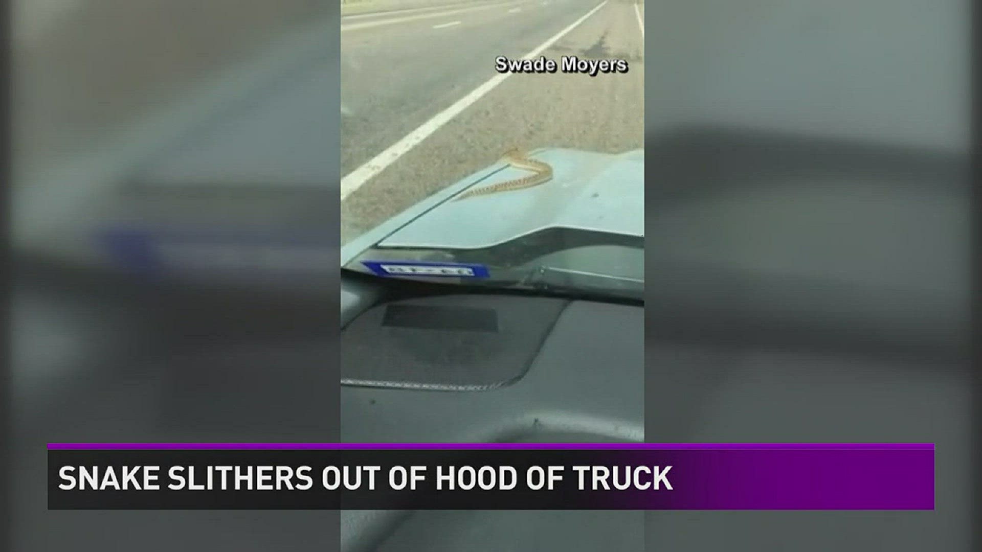 One Texas driver got quite a surprise coming out of the hood of his truck!