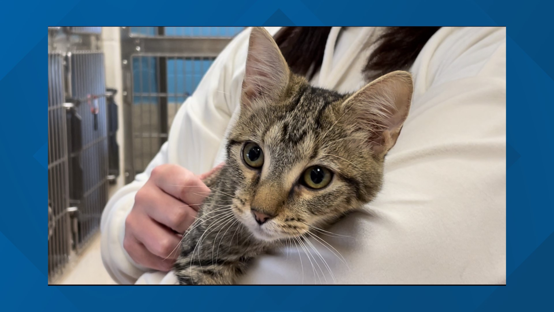 Find a litter of kittens outside? Here's what you should know