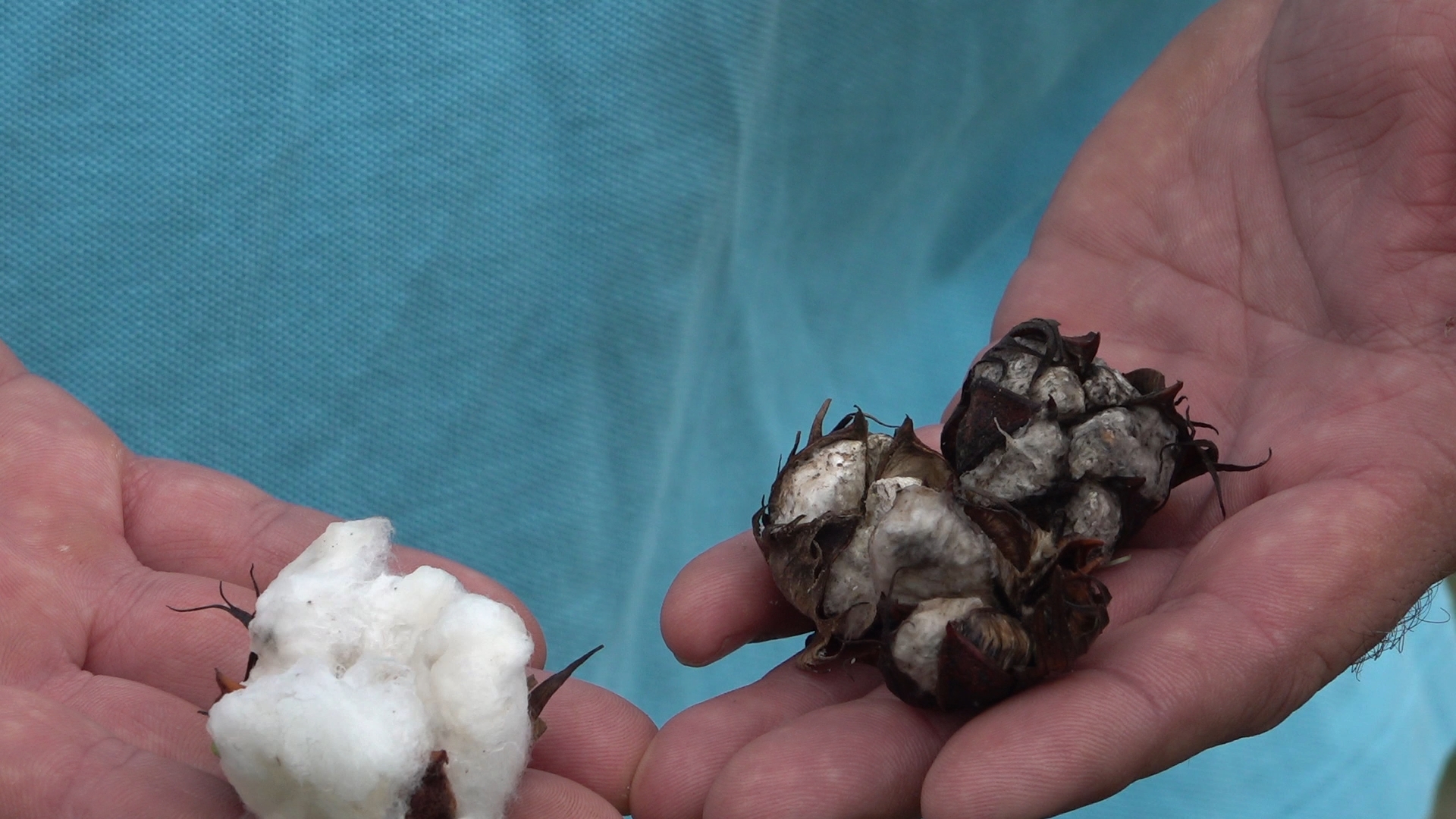 The ongoing drought has decimated cotton in West Texas, and prices are falling amid rising production costs.