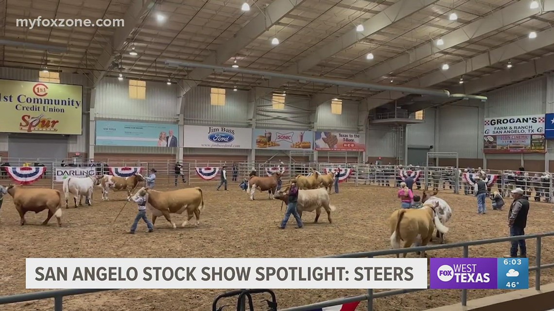 Steers were the spotlight at the San Angelo Stock Show