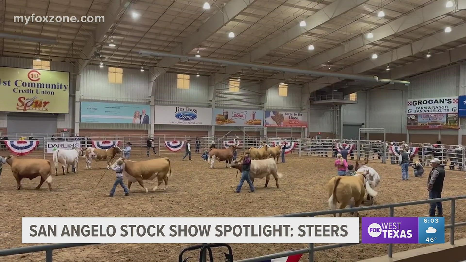 The San Angelo Stock Show had their best steers on display on Tuesday.