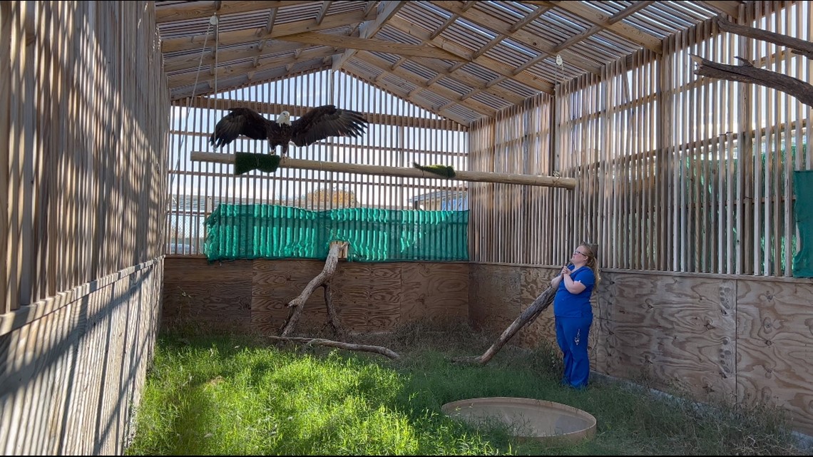 Abilene Zoo now home to two Bald Eagles