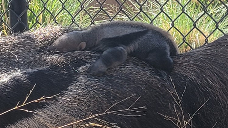 Giant anteater pups doing well at Abilene Zoo