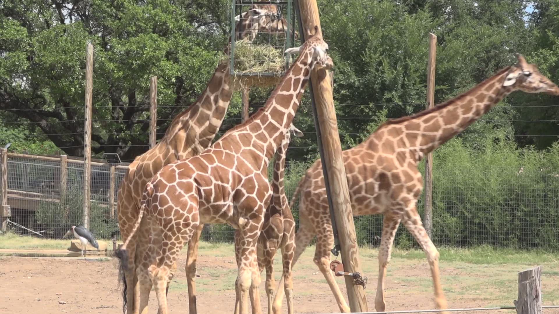 Giraffe, giraffe, giraffe!