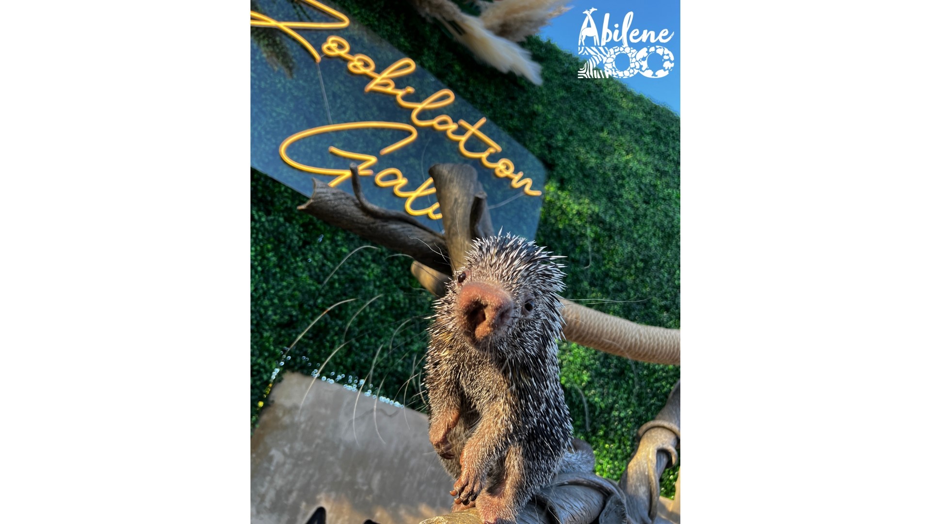 Abilene Zoo home to Zoobilation gala in April