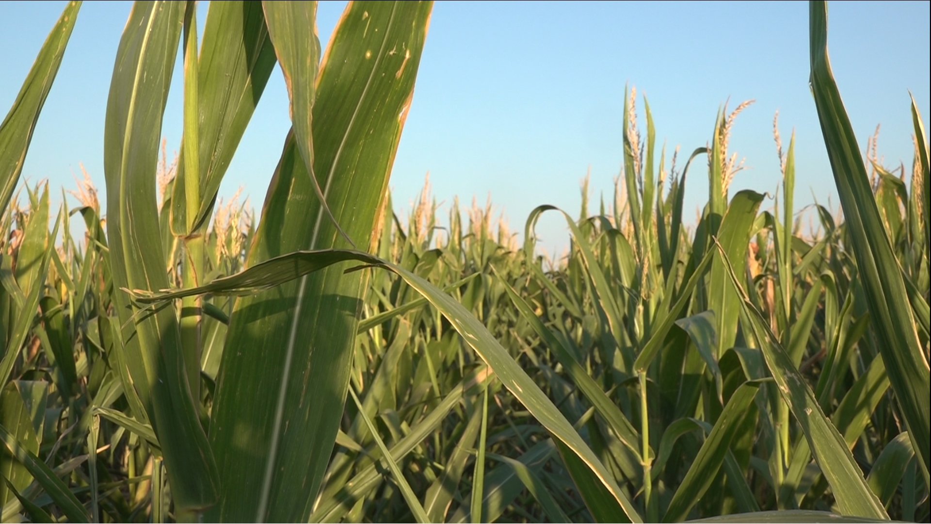 Looking for a place to celebrate the changing season and family fun? The corn maze may be just the place.