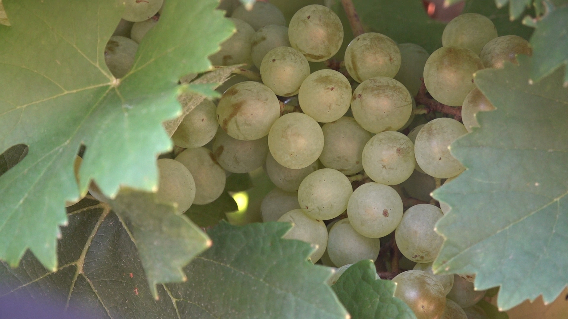 The owners of Christoval Vineyards said they plant varieties of grapes that thrive in the West Texas heat.