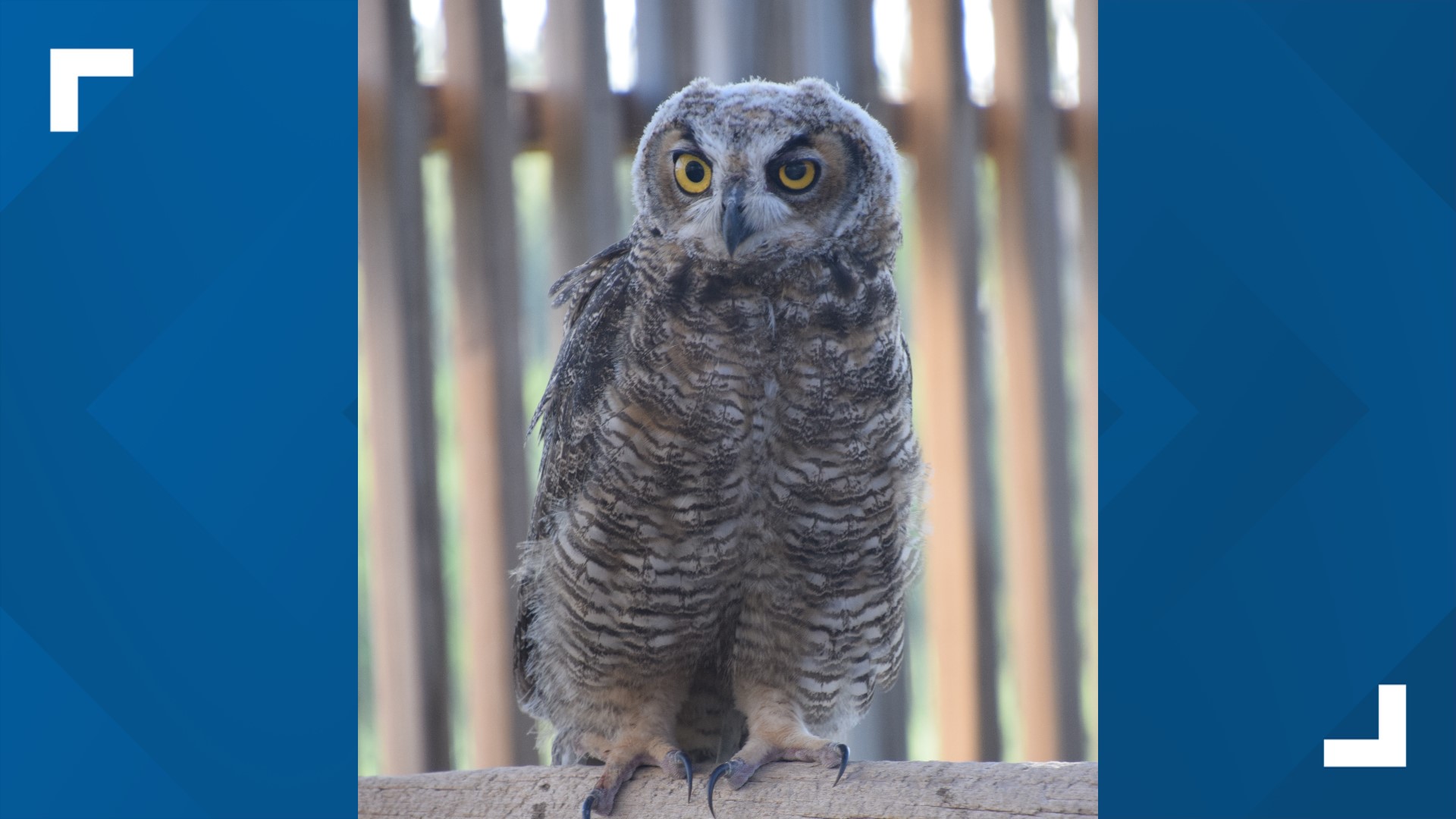 The owlet was found in Sweetwater after severe storms and taken to the Abilene Zoo. It was released Wednesday in Sweetwater.