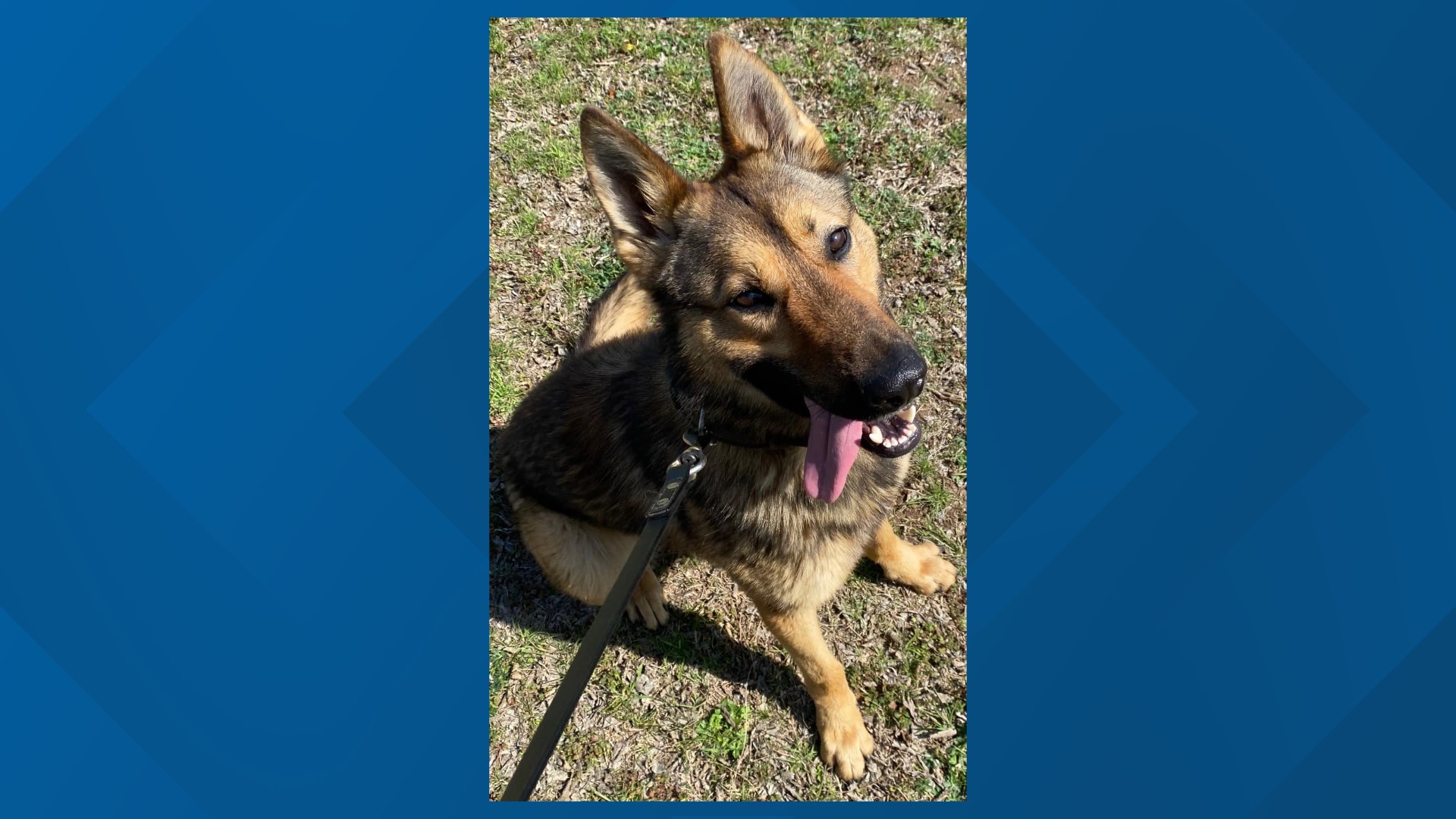 San Angelo Police Department welcomes new dual-purpose K-9 | myfoxzone.com