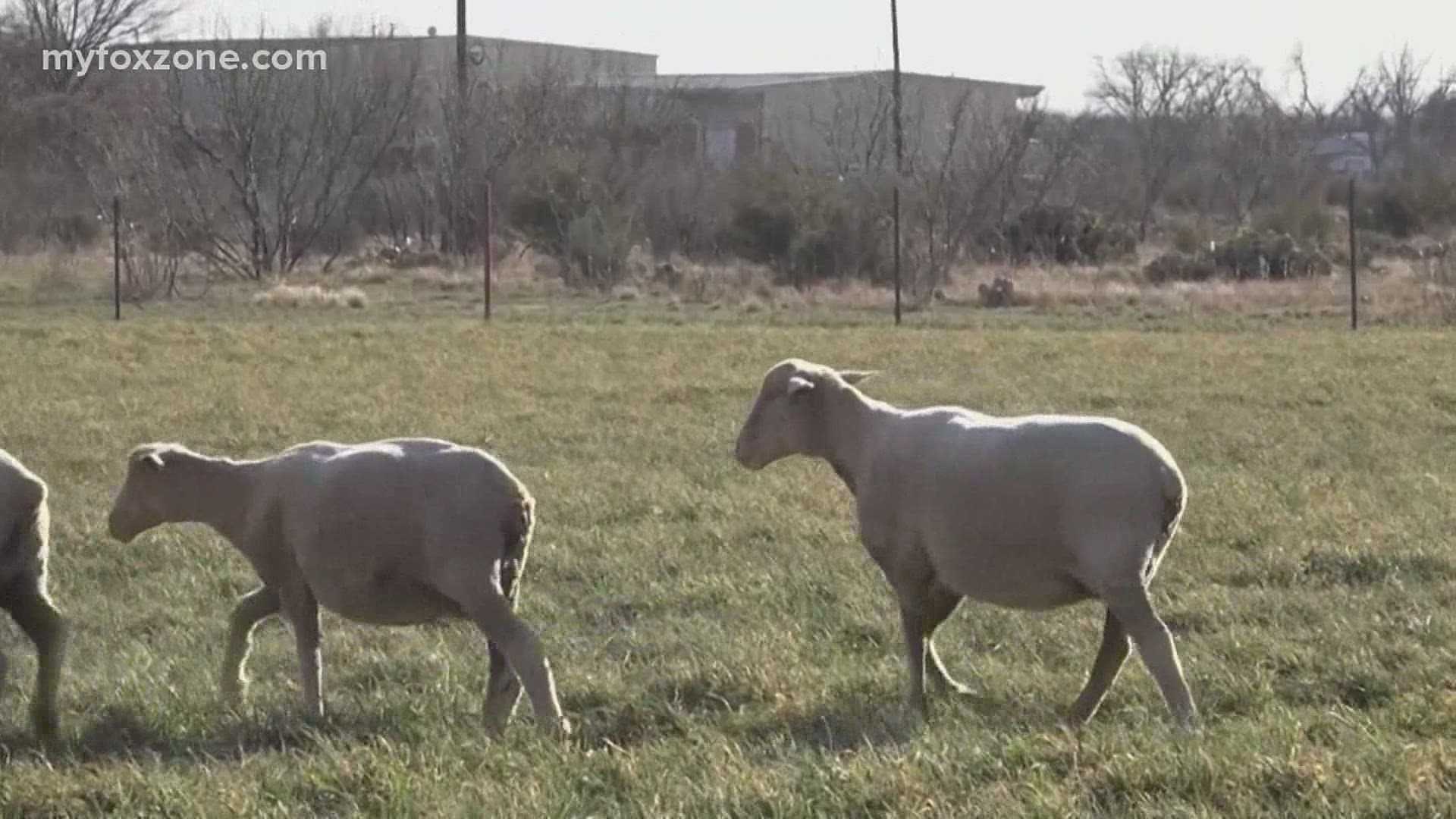 With the new facility in San Angelo comes new jobs, as well.