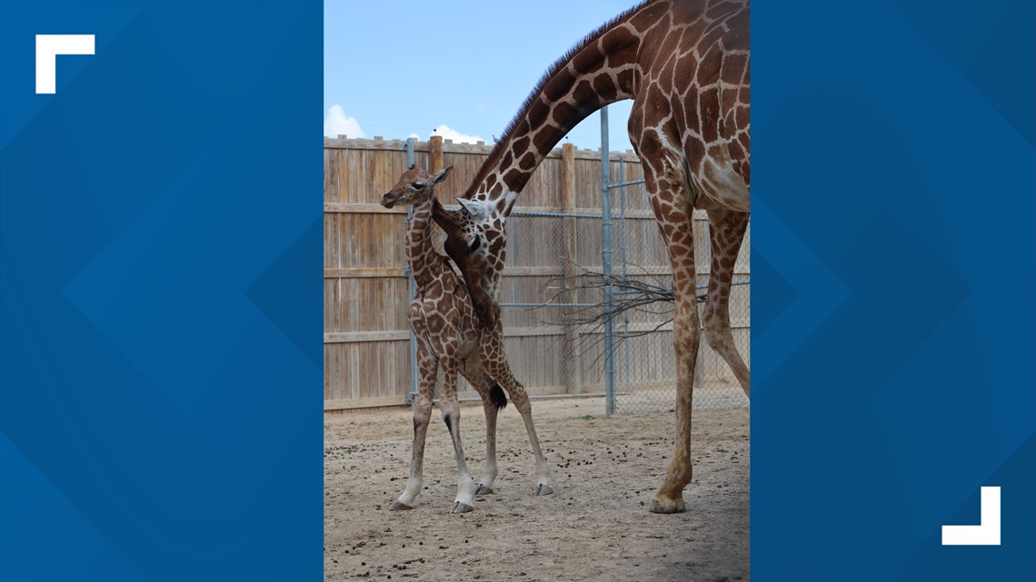 Abilene Zoo welcomes second baby giraffe of 2022