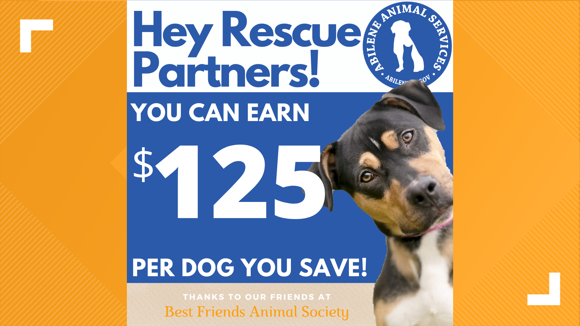 The Abilene Animal Services shelter is over capacity and offering 125