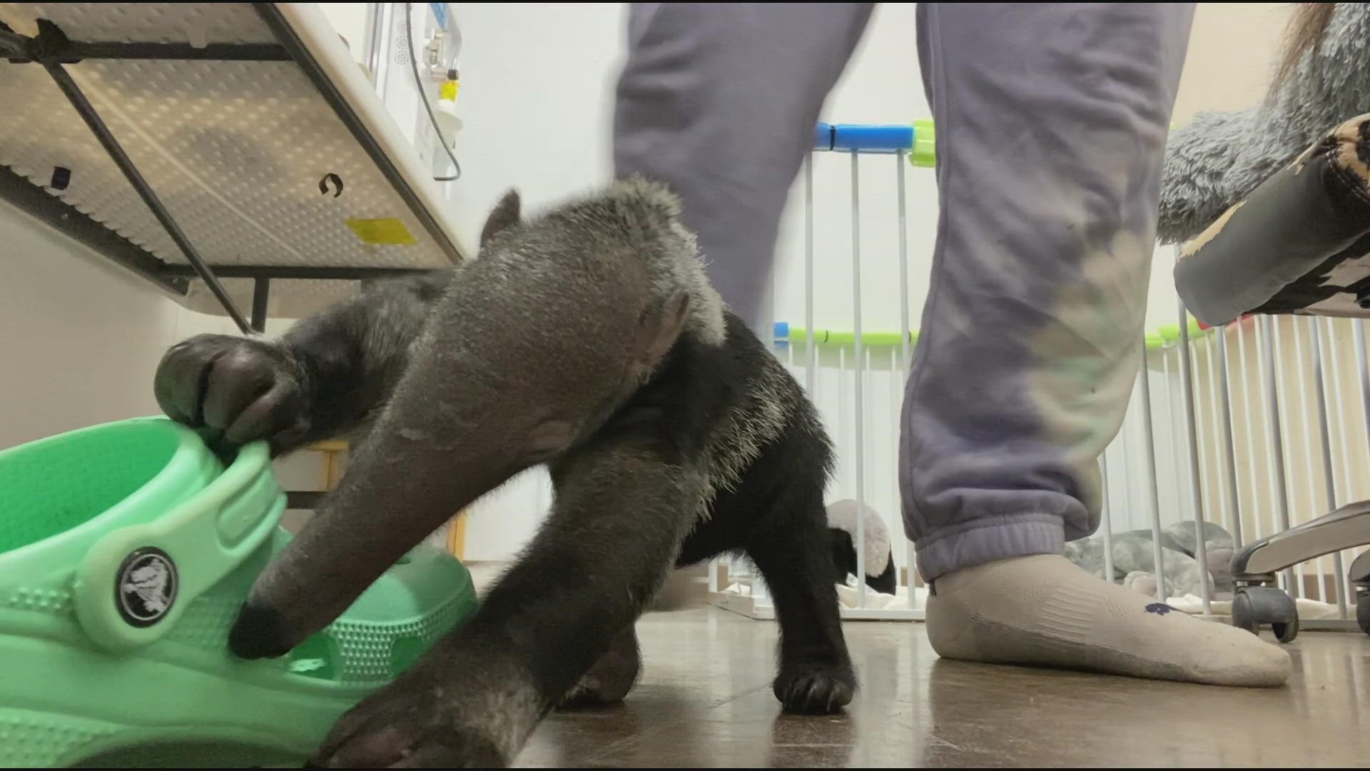 The names of the babies will be released on the Abilene Zoo's social media soon.