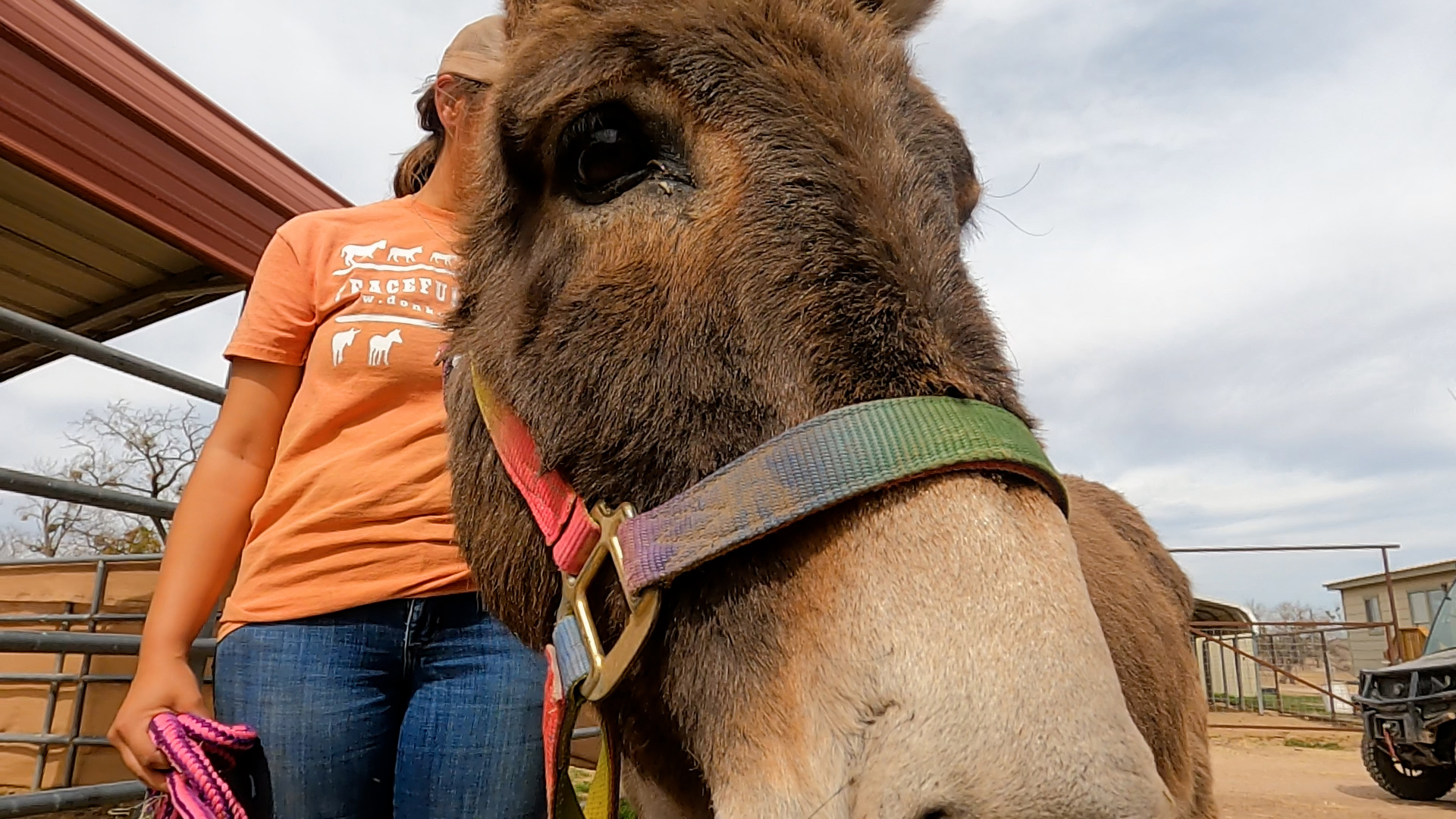 Peaceful Valley Donkey Ranch welcomes "Casey" | myfoxzone.com