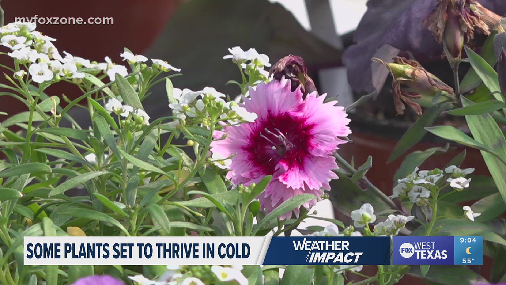 Farmer's Daughter Landscaping's Tam Honaker said leafy green vegetables like kale and spinach will do well in fluctuating temperatures.