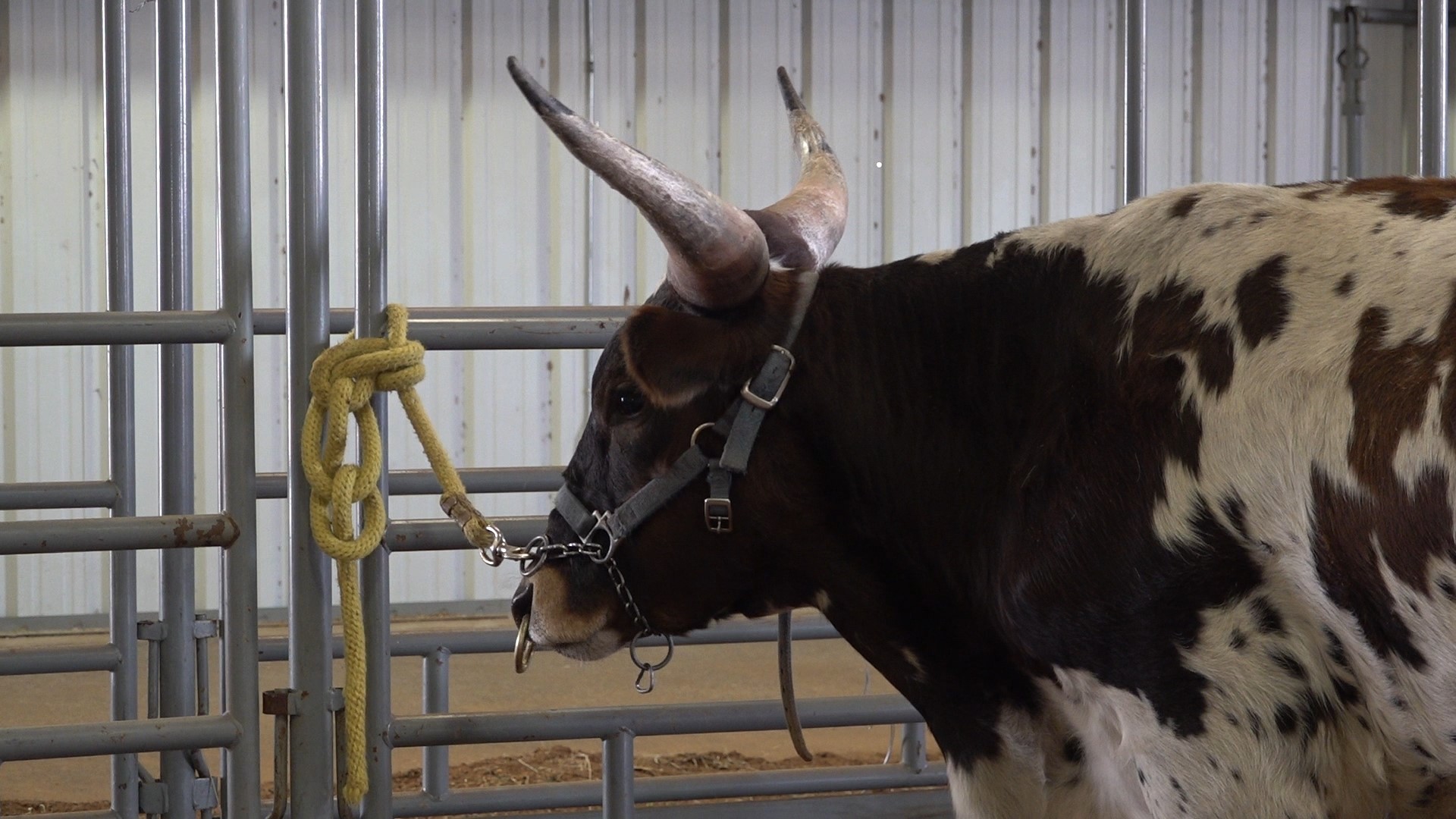 The open and youth longhorn shows are two of the last events of the 2024 San Angelo Stock Show.