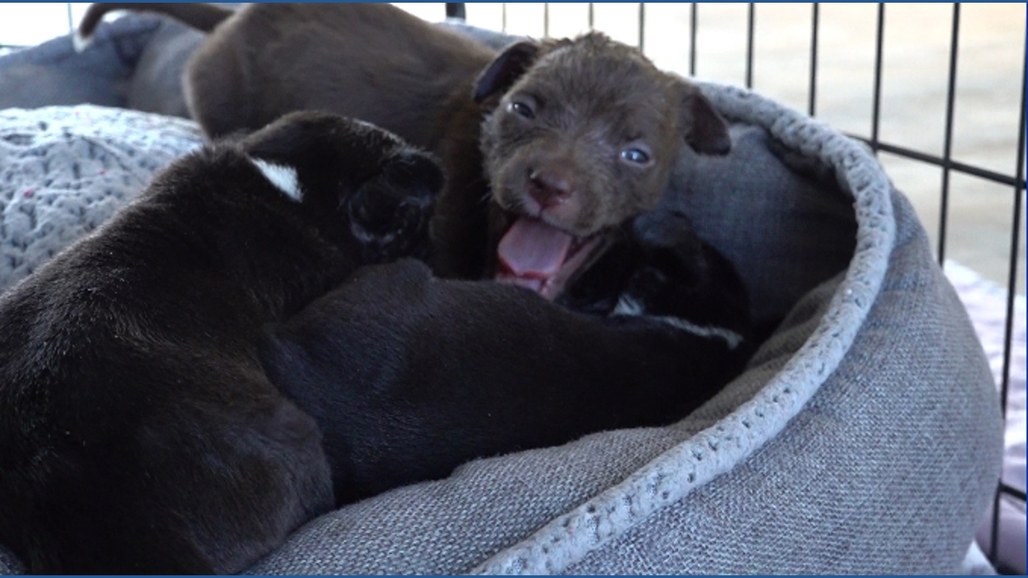 Winter weather overwhelms Abilene animal shelter; fosters urgently needed