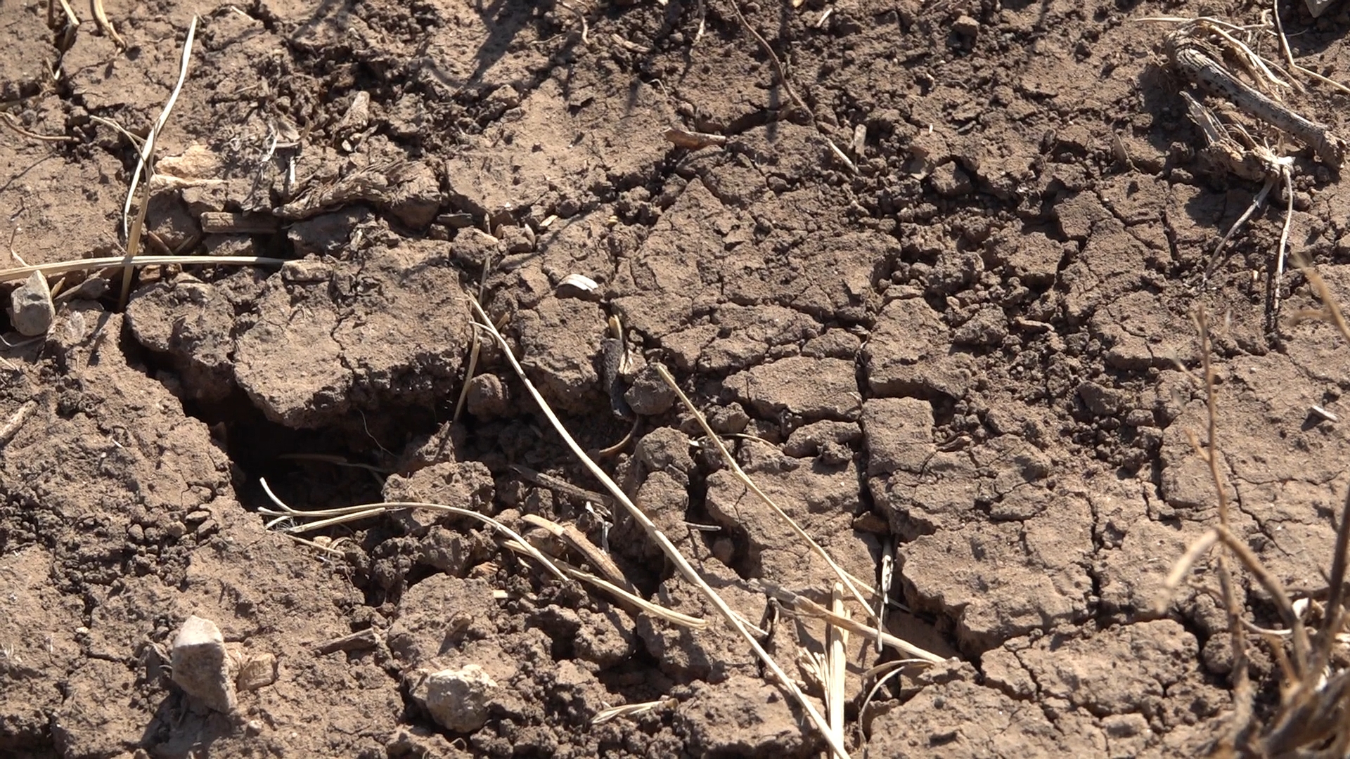 Farmers in West Texas have been experiencing drought conditions for the past three years. In Wharton County, farmers are assessing damages but expect record cotton.
