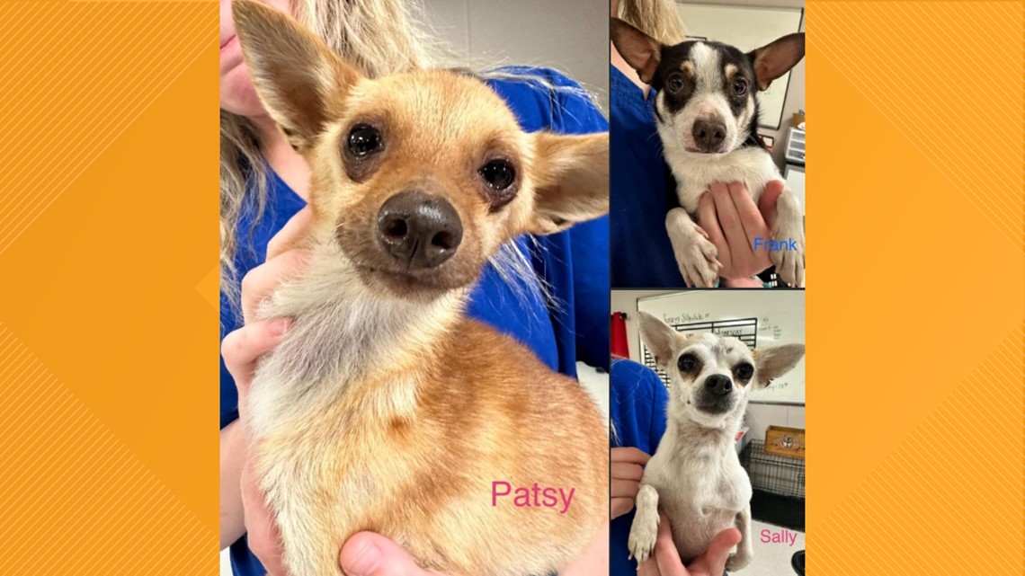 Concho Valley PAWS helps in rescue of more than 80 dogs