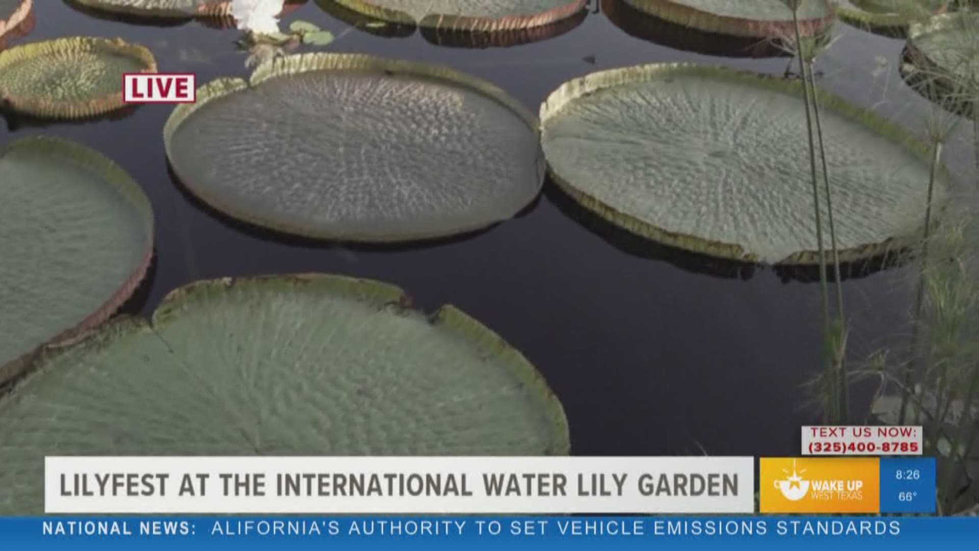 Our Malik Mingo spoke with a member of the San Angelo Garden Club about Lilyfest, which is scheduled for September 21 at 9 a.m. at the International Water Lily Collection.