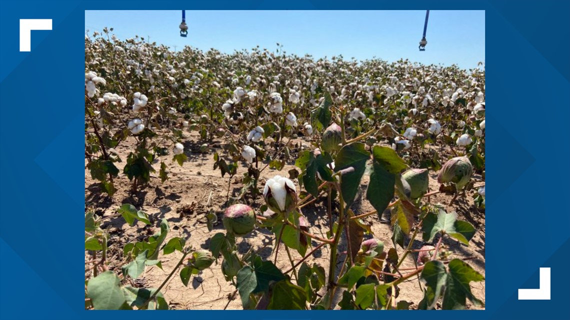 Rolling Plains Cotton Growers