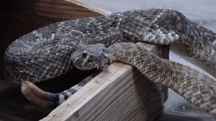 As rattlesnake season begins, local officials advise Texans to stay aware