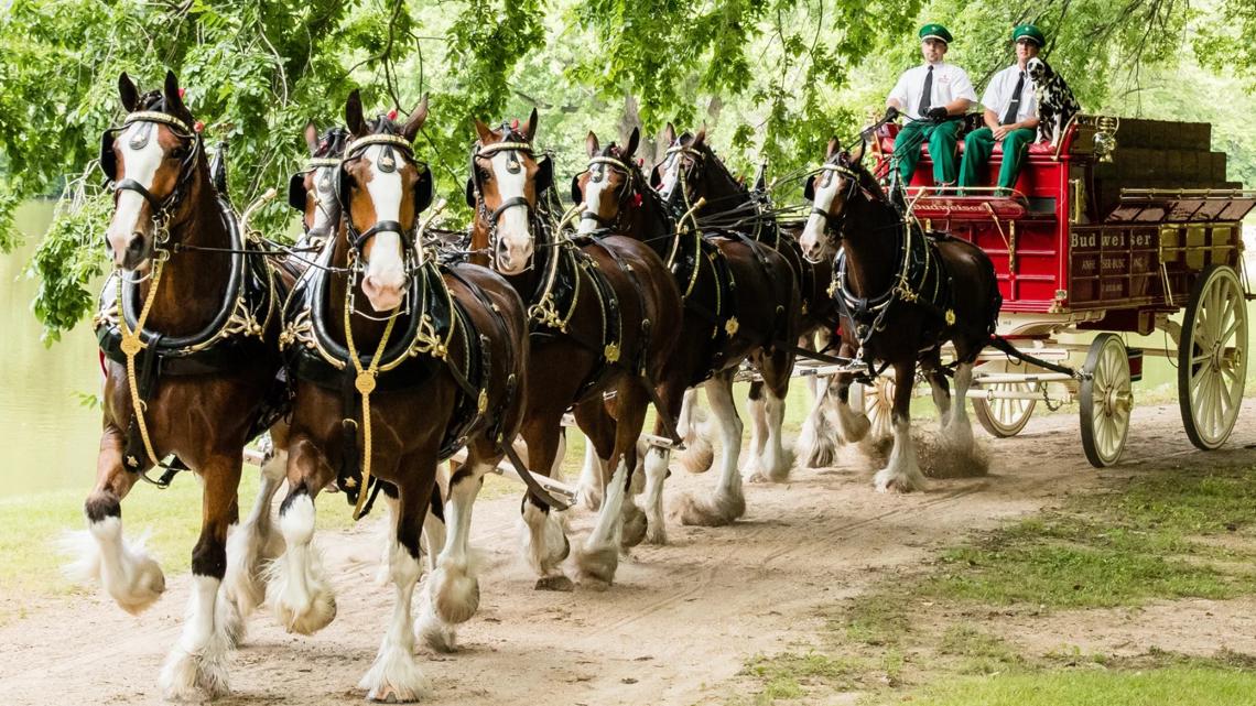 World-famous Budweiser Clydesdales to parade through San Angelo in April