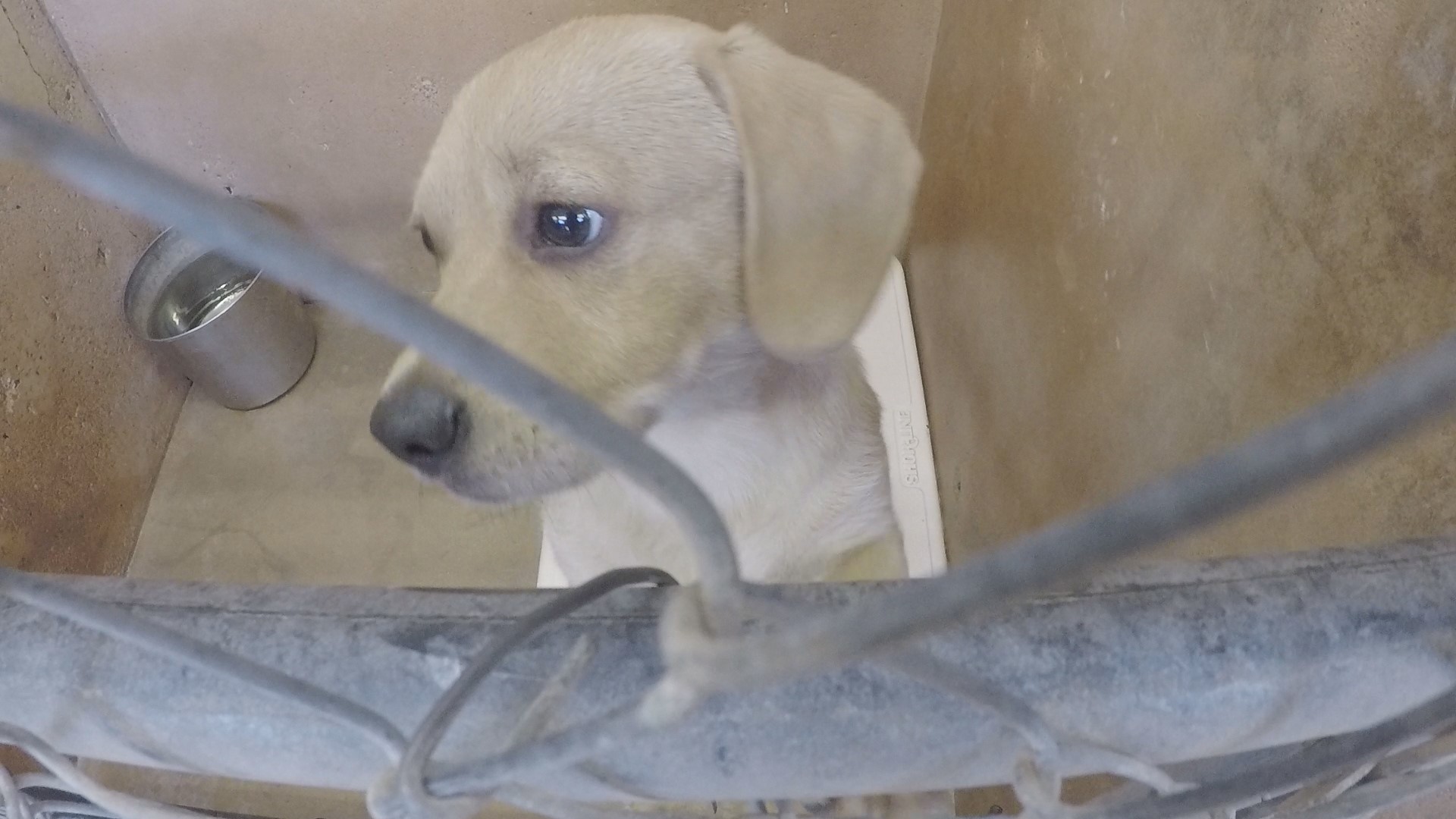 Distemper, parvo outbreak causes temporary shutdown of Abilene Animal