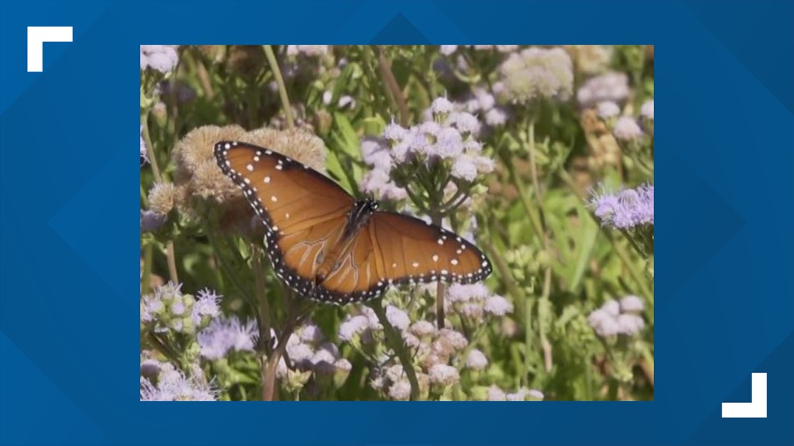 Monarch butterflies flutter through Texas as they head south for the winter