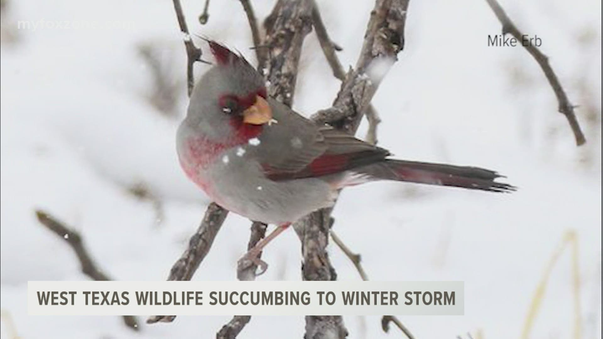 Last week’s winter storm was a nightmare for many Texans and even wildlife species. Wildlife experts are now seeing which species were hit the hardest.