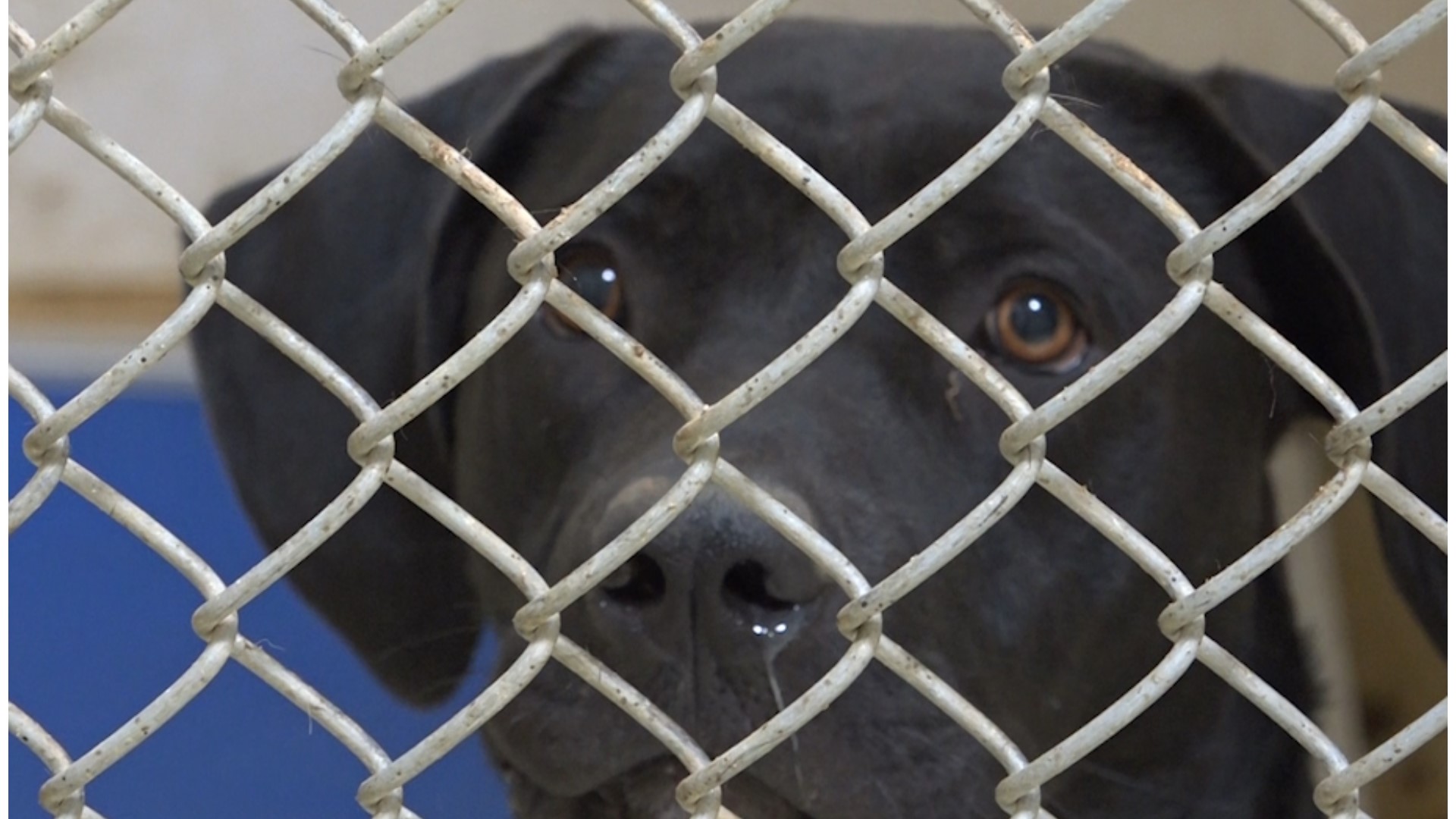 Capacity limit increased for San Angelo Animal Shelter; fosters