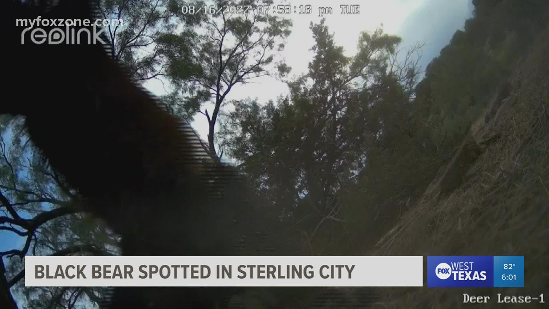 Game cam footage of a bear may resemble the beginning of a new trend in West Texas.