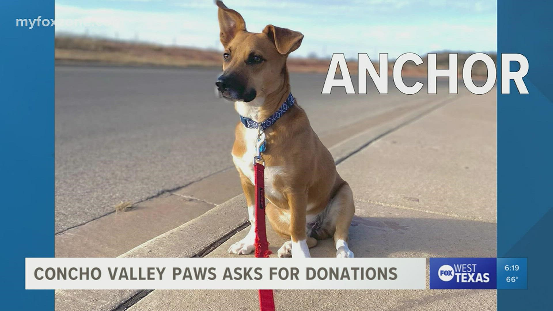 #BettyWhiteChallenge is used to donate to favorite nonprofit animal organizations.