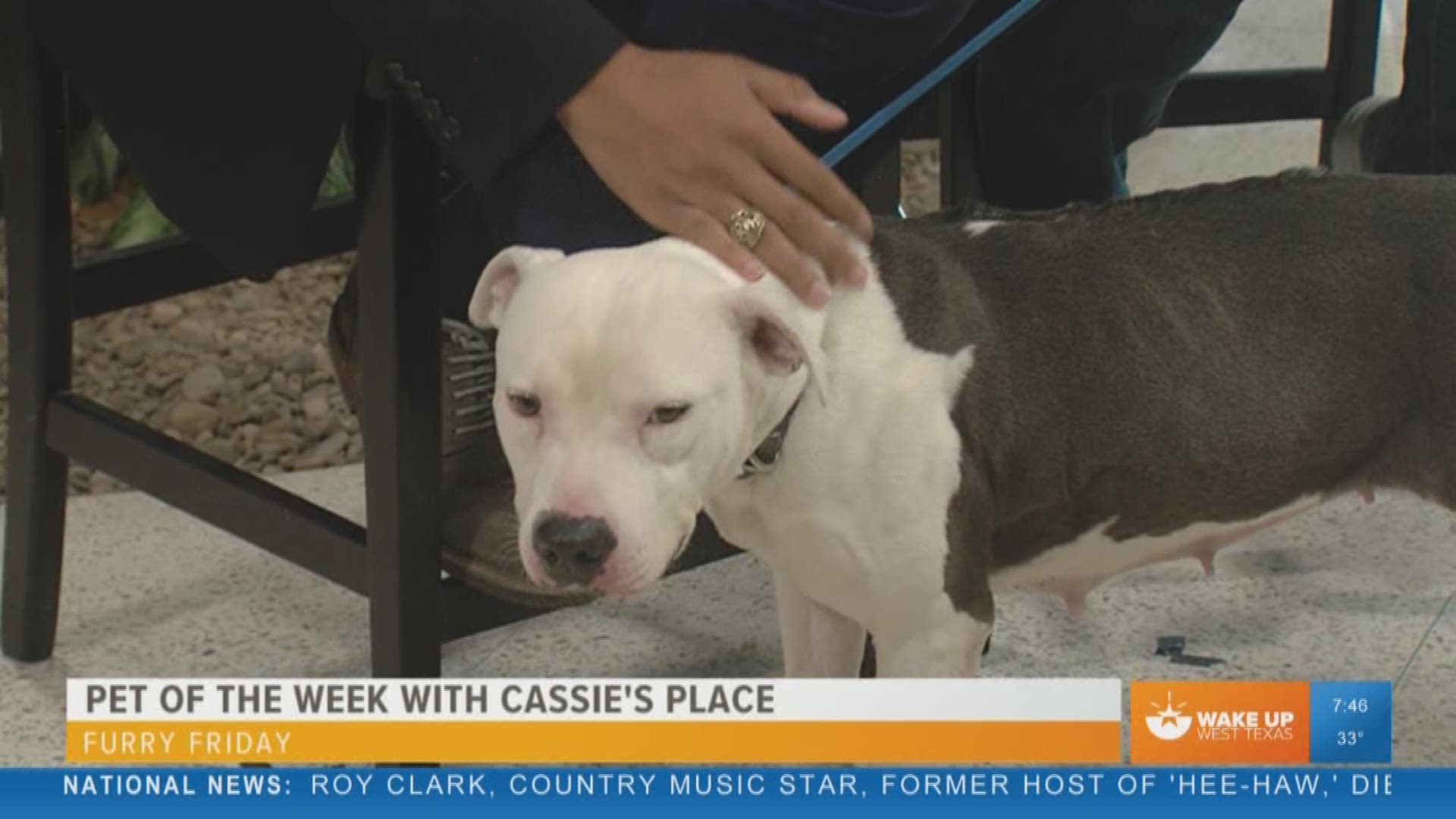 Our Malik Mingo speaks with Cassie's Place about their pet of the week, Justice.