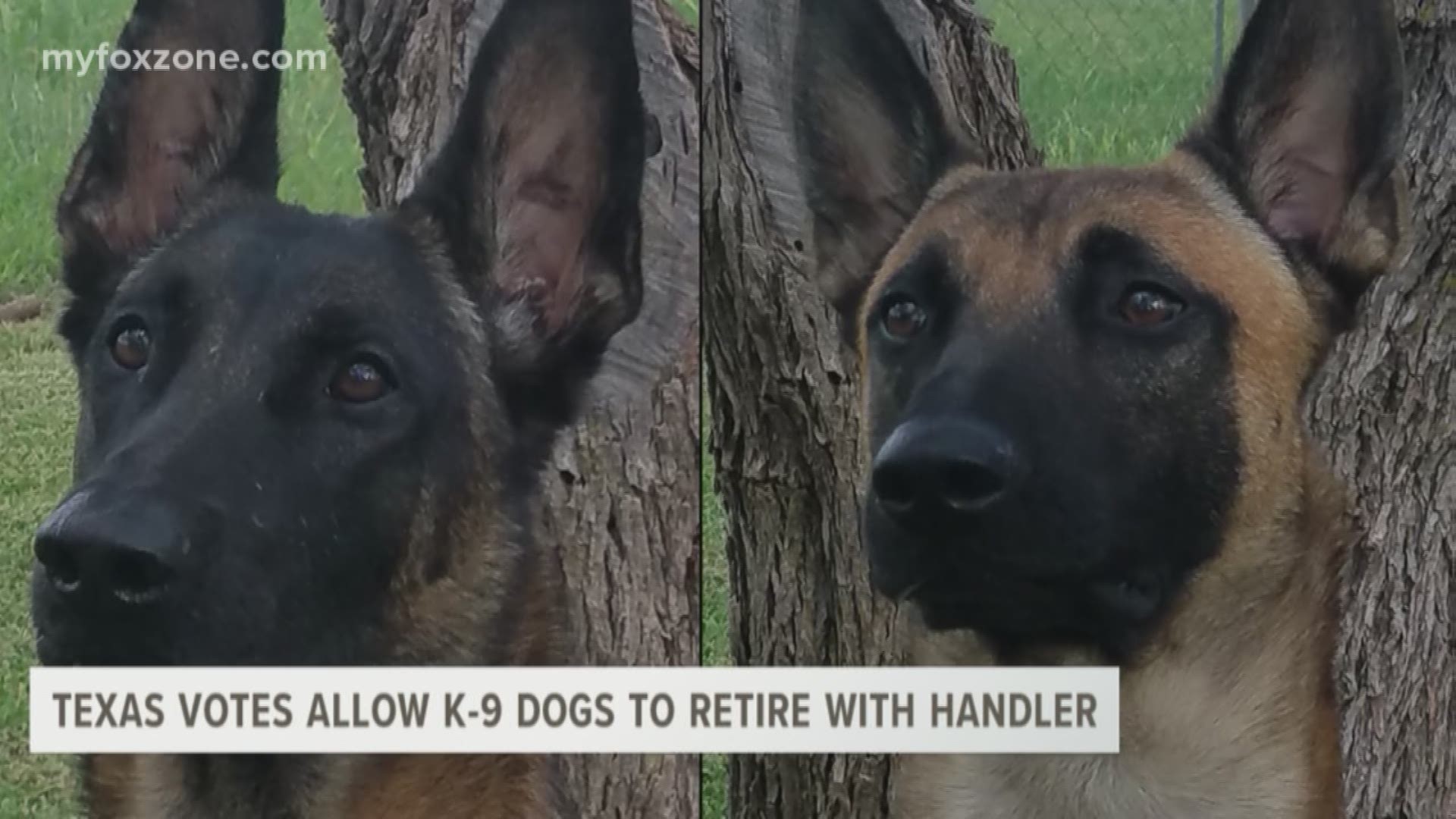 94% of Texans vote to change the law that classified police dogs as surplus or salvage property that could be destroyed, auctioned, or donated to charity.